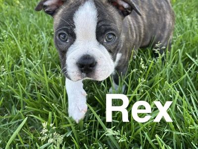 “Meet Gus, Chip, Rex, Flora & Nala! Five adorable purebred Boston Terrier puppies looking for their forever families. ️