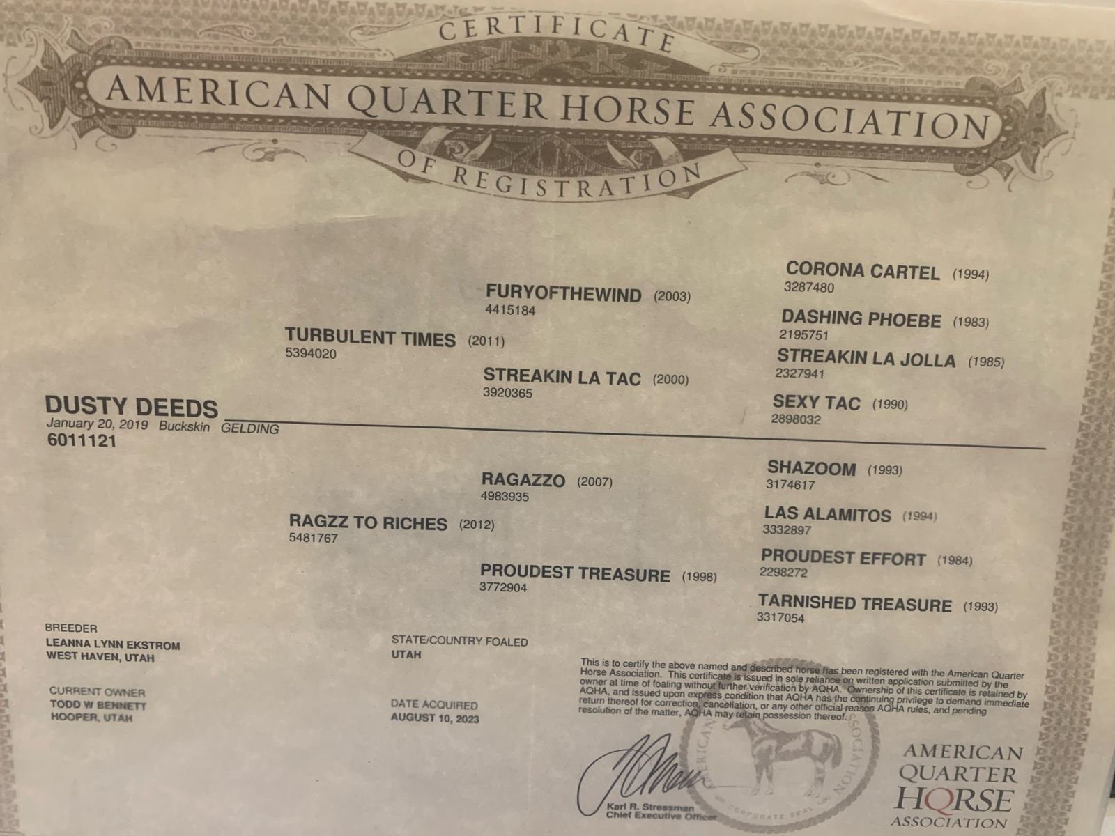 7 yrs old Dusty Deeds (2019) AQHA Registered Buckskin Gelding Horse.