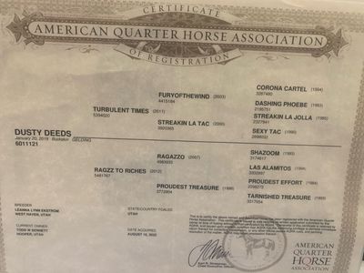 7 yrs old Dusty Deeds (2019) AQHA Registered Buckskin Gelding Horse.