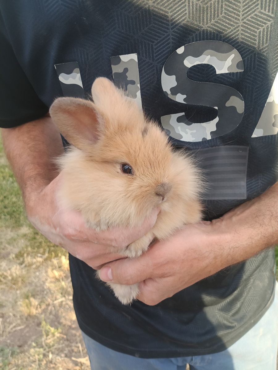 Cutest Bunnies