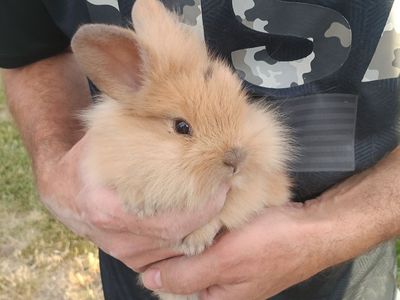 Cutest Bunnies