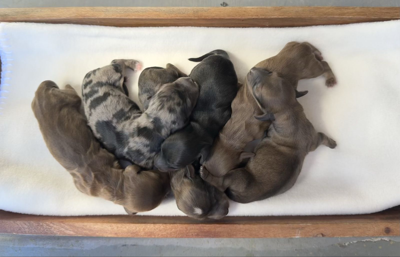 AKC miniature dachshunds