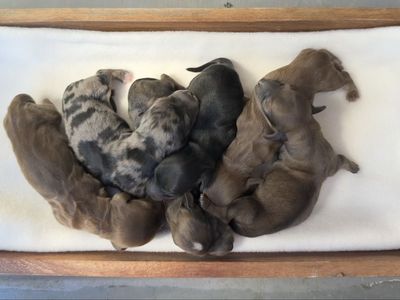 AKC miniature dachshunds