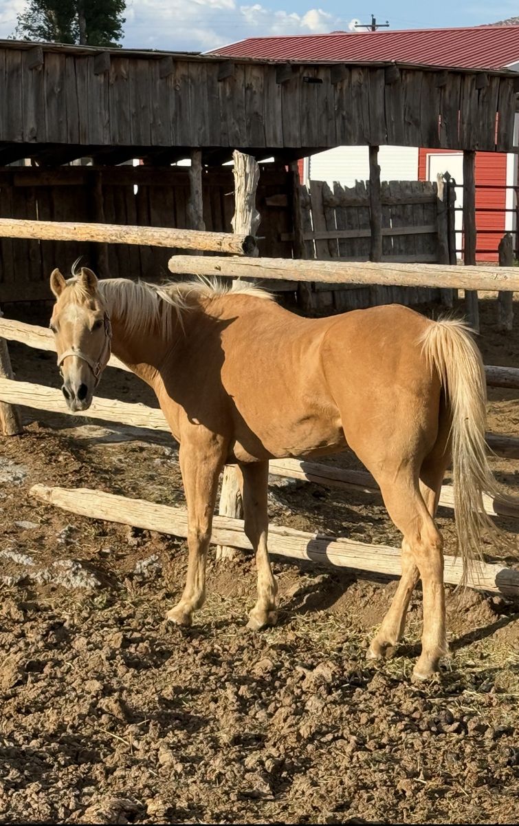 Palomino Gelding