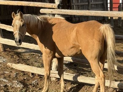 Palomino Gelding
