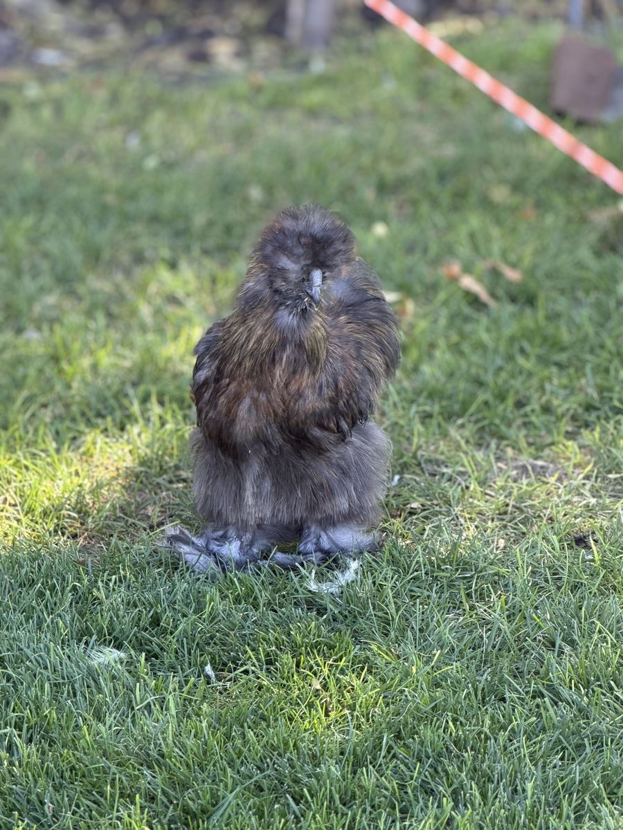 FREE - 5 Partridge Silkie Roosters (Bearded & Muffed)
