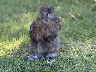FREE - 5 Partridge Silkie Roosters (Bearded & Muffed)