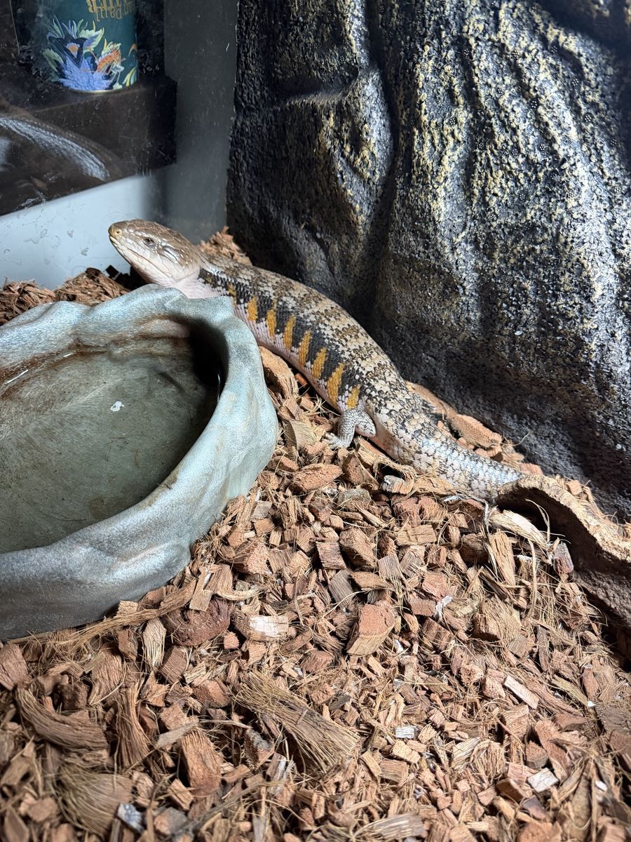 Blue Tongued Skink with Enclosure & Supplies