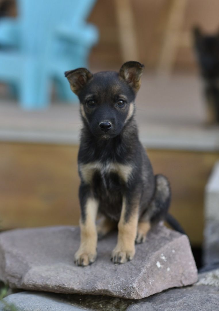 Belgian malinois x mini Aussie 