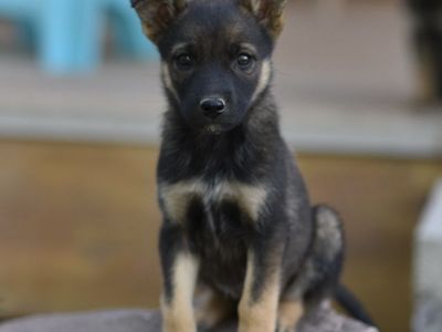Belgian malinois x mini Aussie