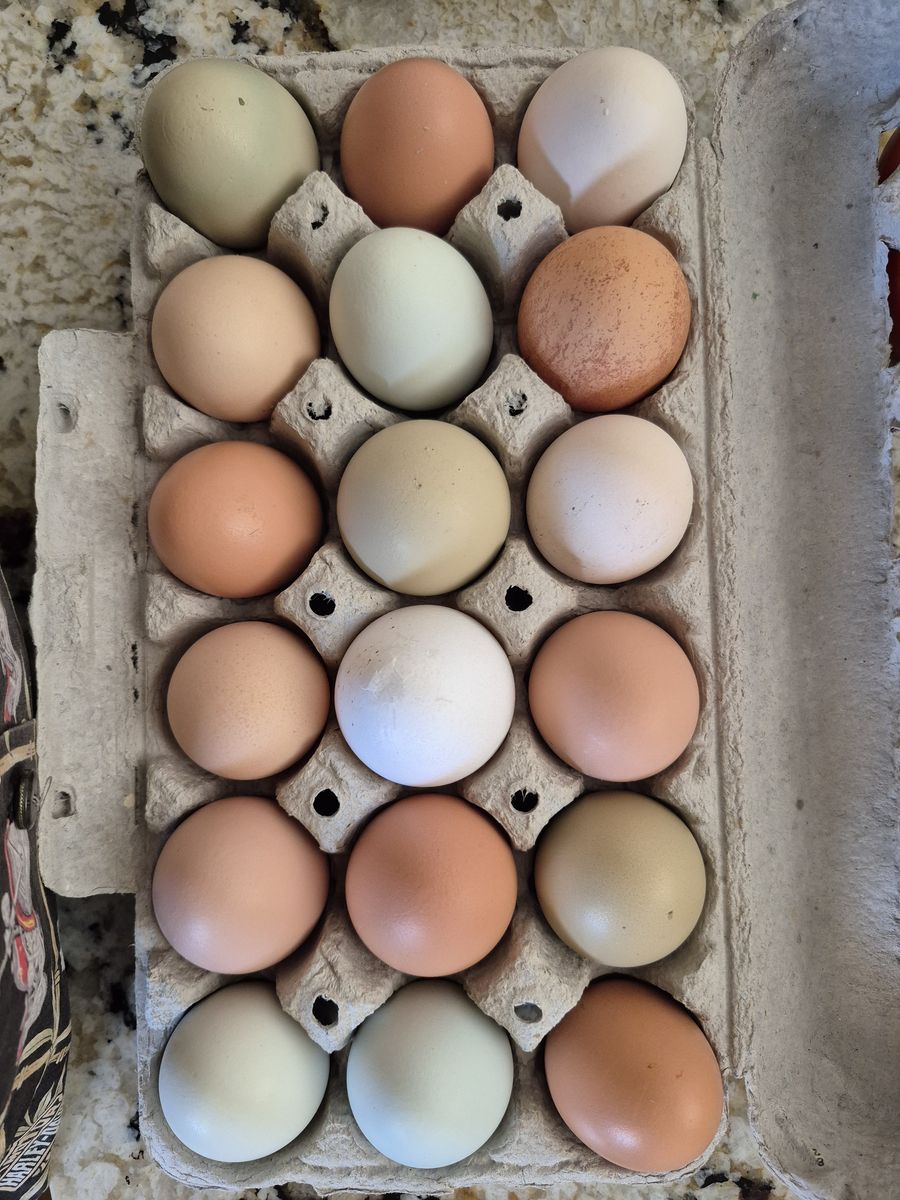 Fresh chicken eggs