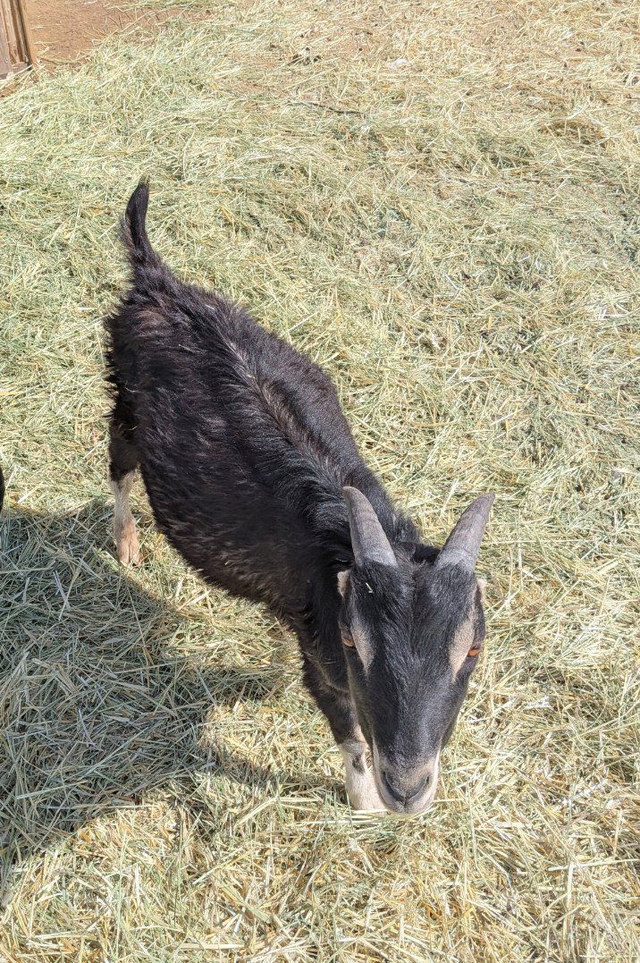 Lamacha Billy