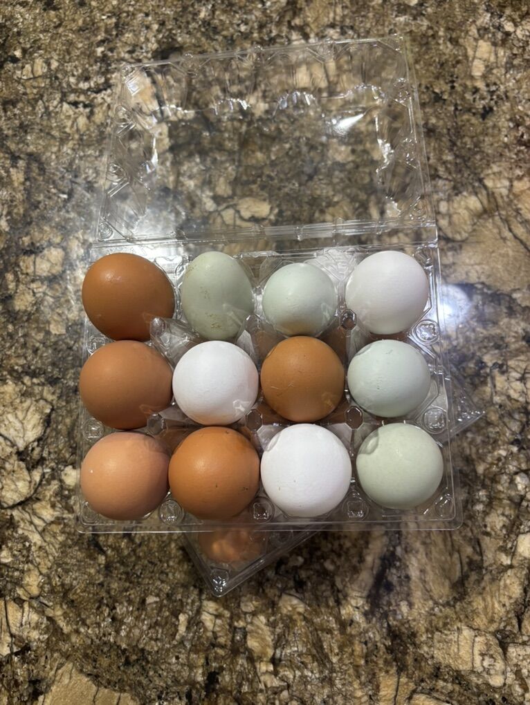 Local Chicken Eggs