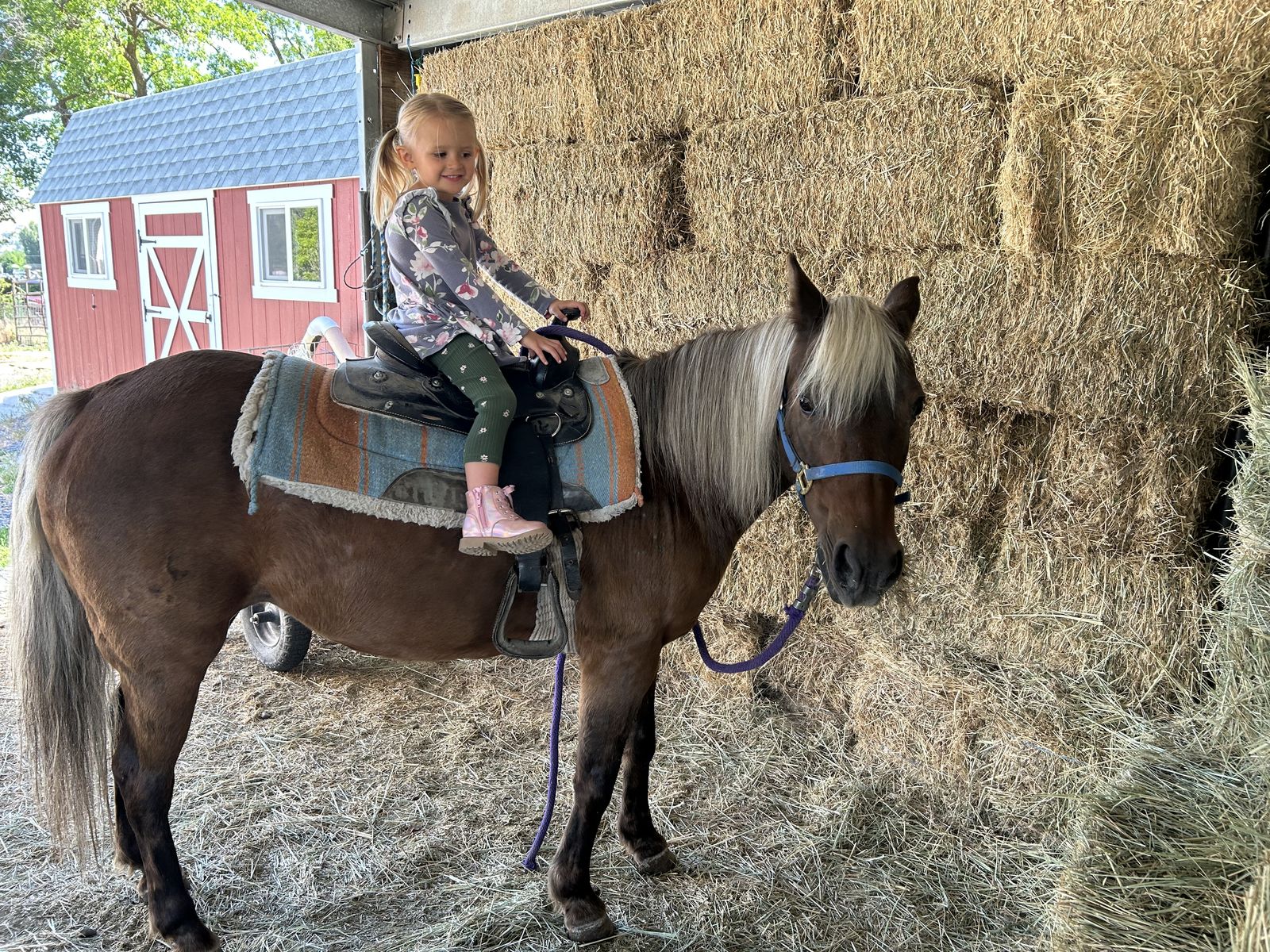 Gentle Pony for Sale