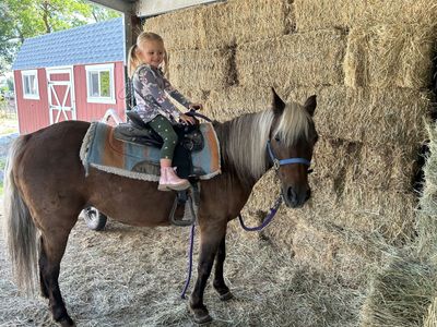 Gentle Pony for Sale