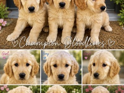 Golden Retriever Puppies – Champion Bloodlines – Ready for Their New Homes!