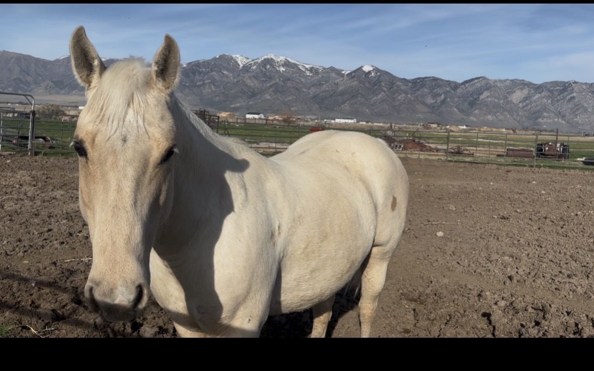 Project/Companion Quarter Horse