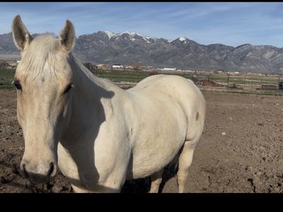 Project/Companion Quarter Horse