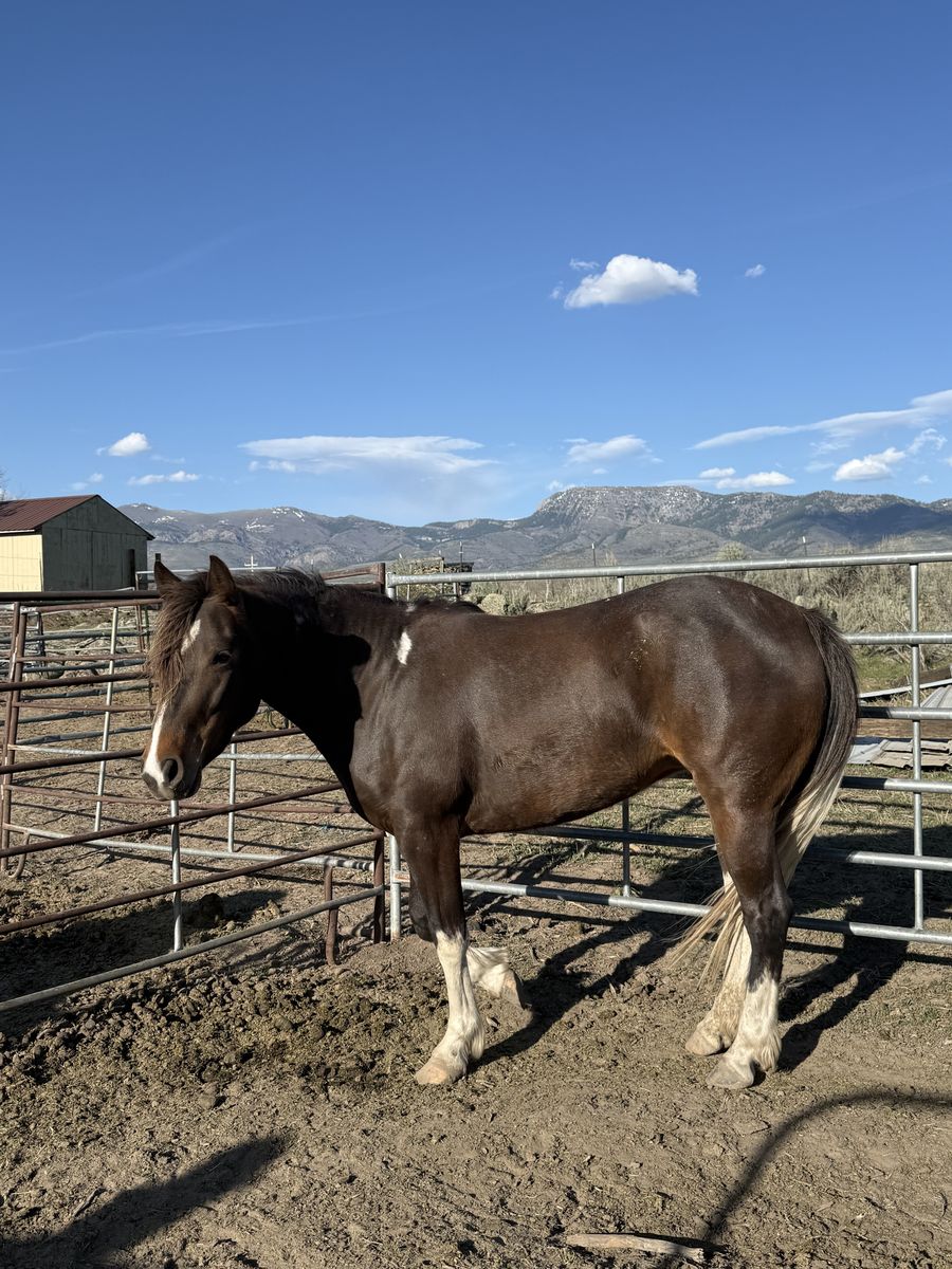 3yr old pony mare