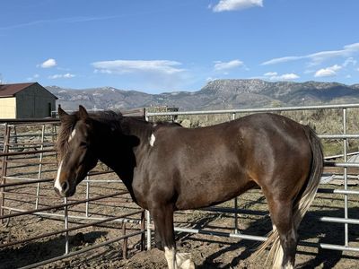 3yr old pony mare