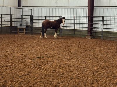Ranchy Mare