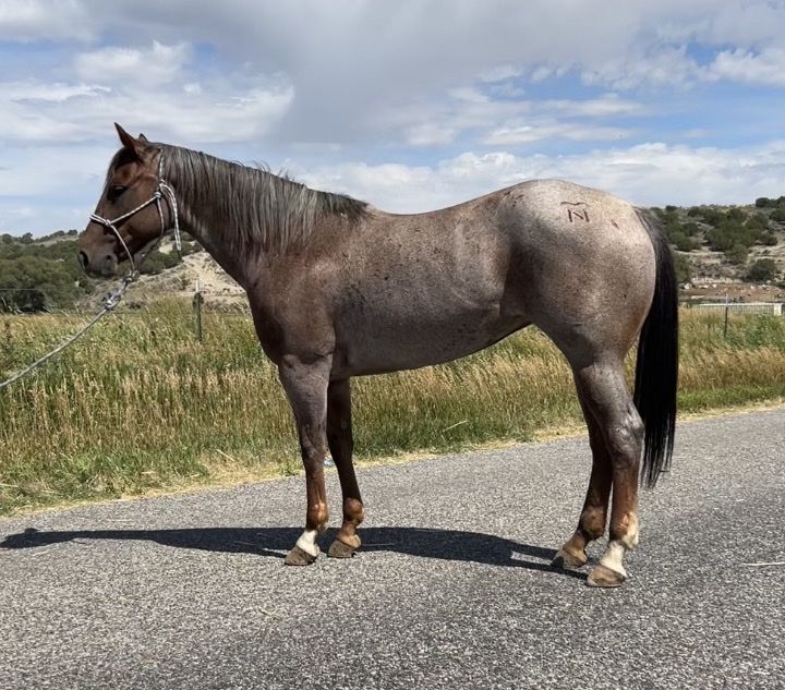 Lynx Bud Sweetheart 'Rosie' 2019 Red Roan Mare 14.2 Hands Rope & Trail Horse
