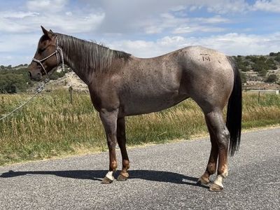 Lynx Bud Sweetheart 'Rosie' 2019 Red Roan Mare 14.2 Hands Rope & Trail Horse