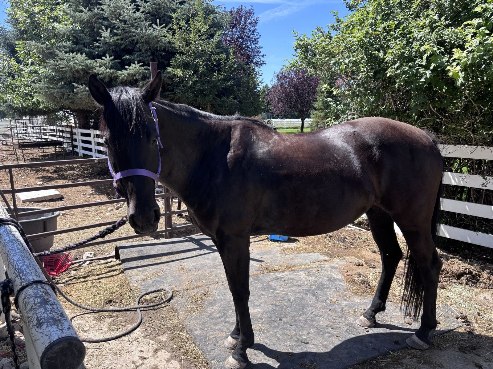 6 Year Old Black Mare