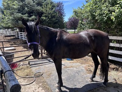 6 Year Old Black Mare