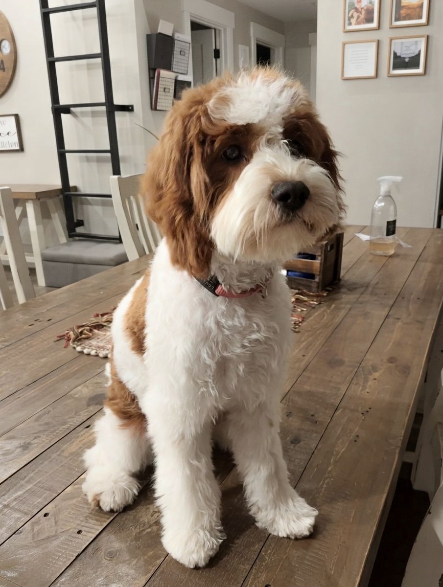 Cavapoo Puppy