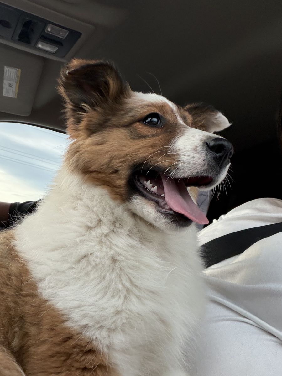 Sheltie