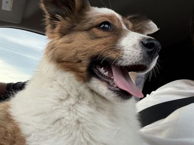 Sheltie