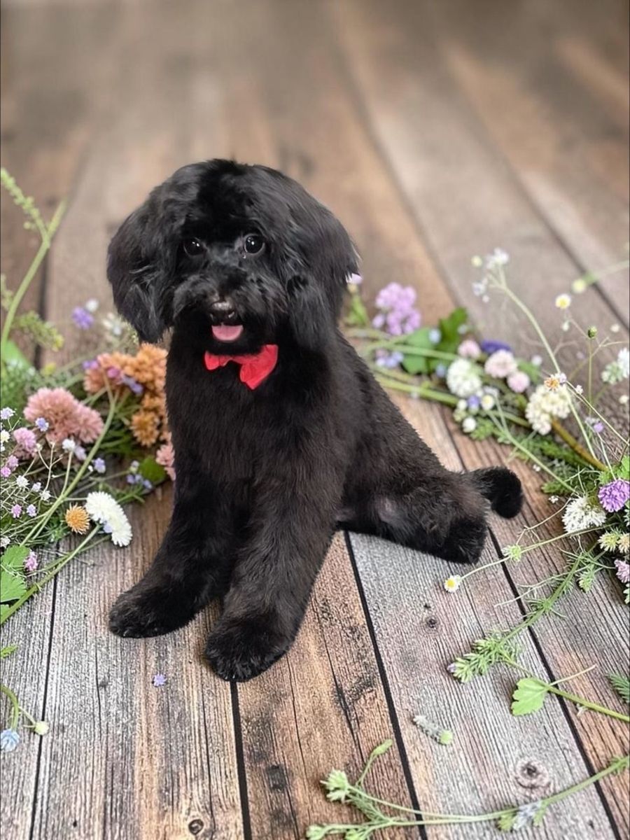 Small Multi Generation Cavapoo Puppy (Cavalier Poodle)