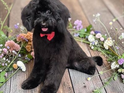Small Multi Generation Cavapoo Puppy (Cavalier Poodle)