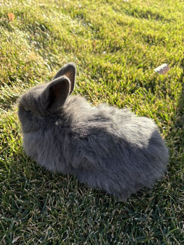 3 LEFT holland Lop Ear Baby Rabbits