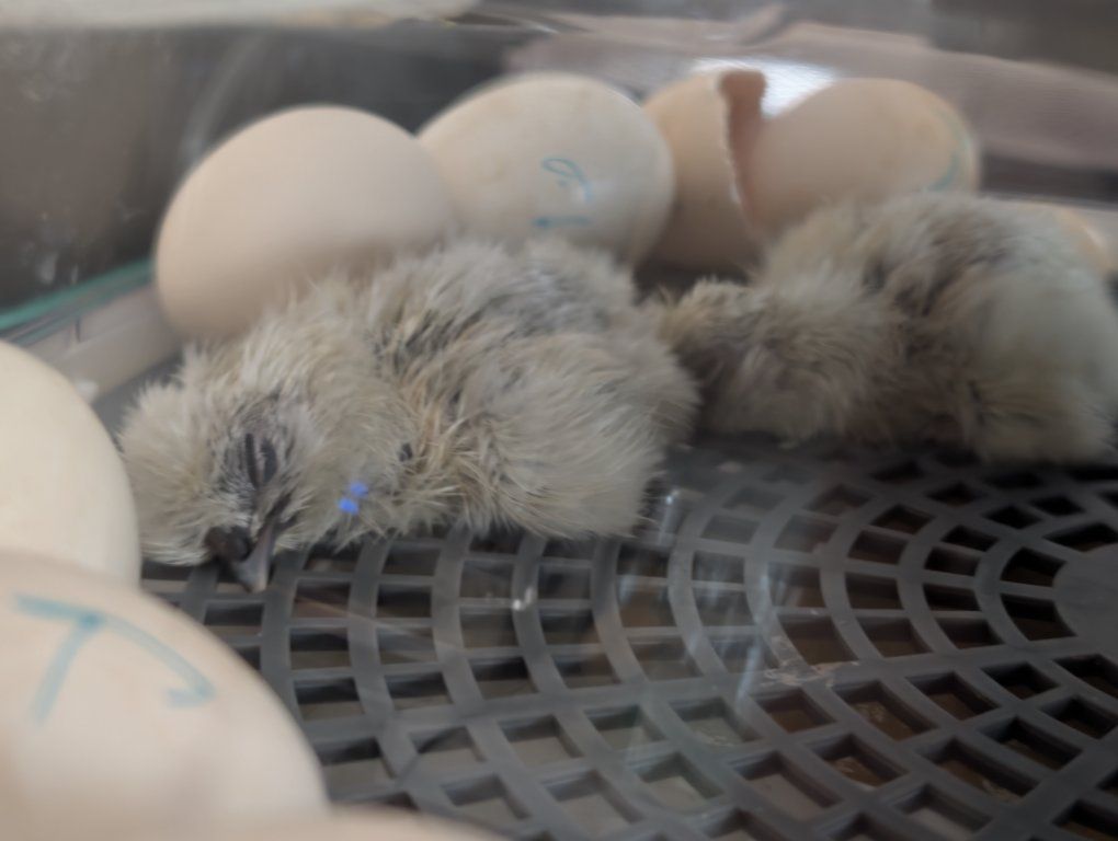 Silkie and bantam chicks
