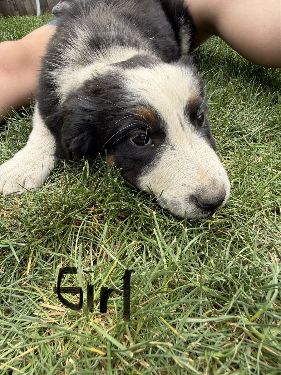 Border collie, Australian Shepherd, puppies