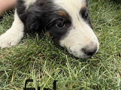 Border collie, Australian Shepherd, puppies