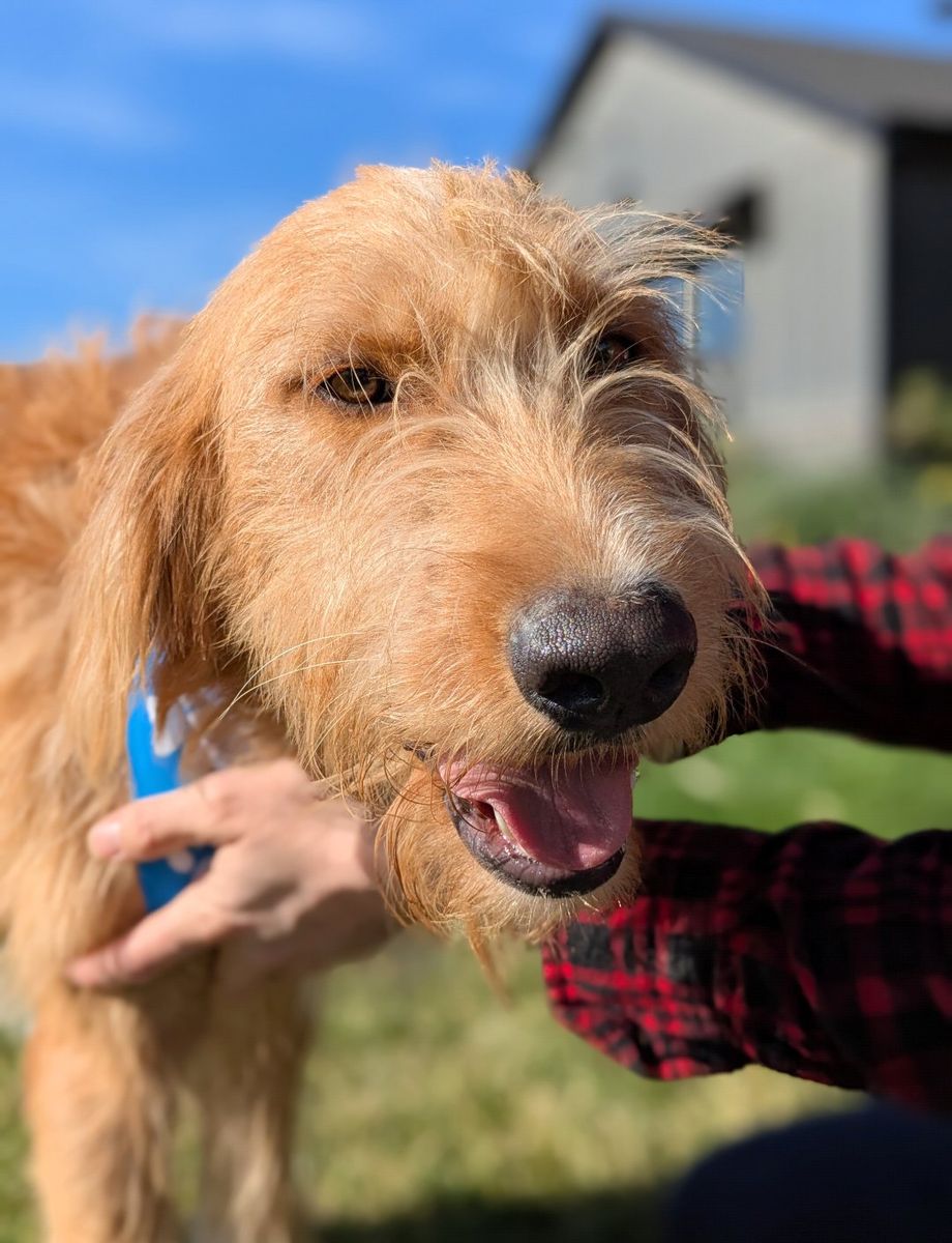 Gentle Soulful Boy | Bernese/Pyrenees/Lab/Poodle Mix | 2 yrs | Neutered Male