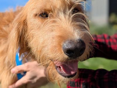 Gentle Soulful Boy | Bernese/Pyrenees/Lab/Poodle Mix | 2 yrs | Neutered Male