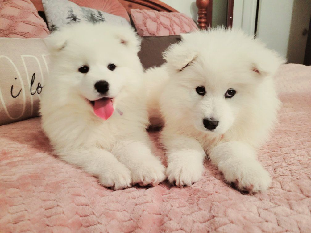 Samoyed Puppies for Sale - Fluffy White Purebreds Ready for Their Forever Homes!