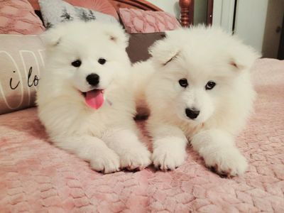 Samoyed Puppies for Sale - Fluffy White Purebreds Ready for Their Forever Homes!