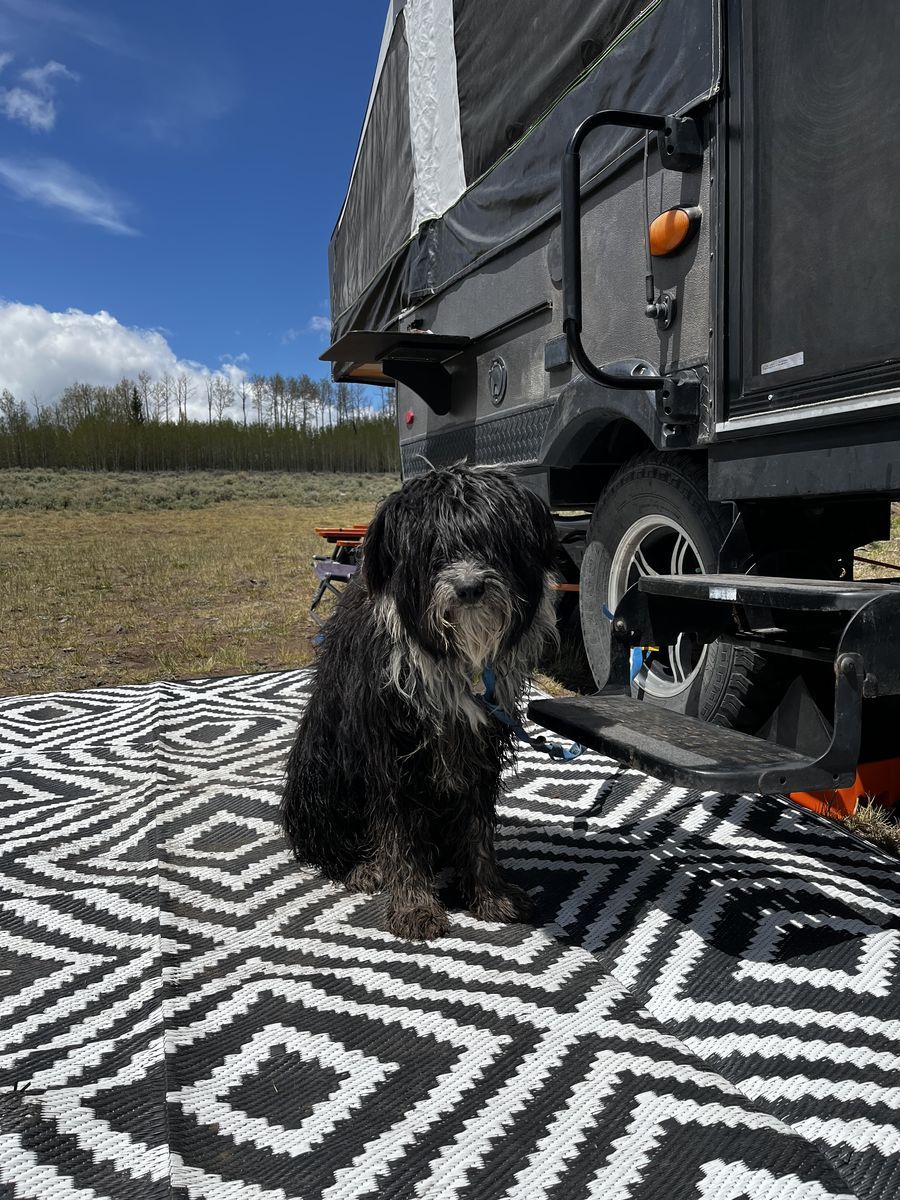 Found dog near Fish Lake Canyon
