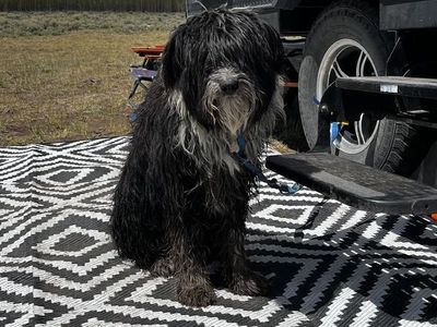 Found dog near Fish Lake Canyon