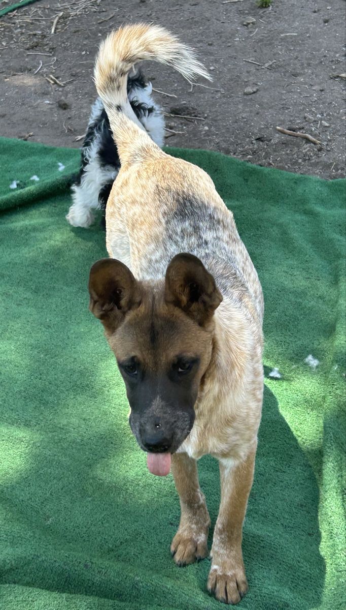 Australian Cattle Dog (Red/Blue Heeler Mix) Dog