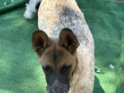 Australian Cattle Dog (Red/Blue Heeler Mix) Dog