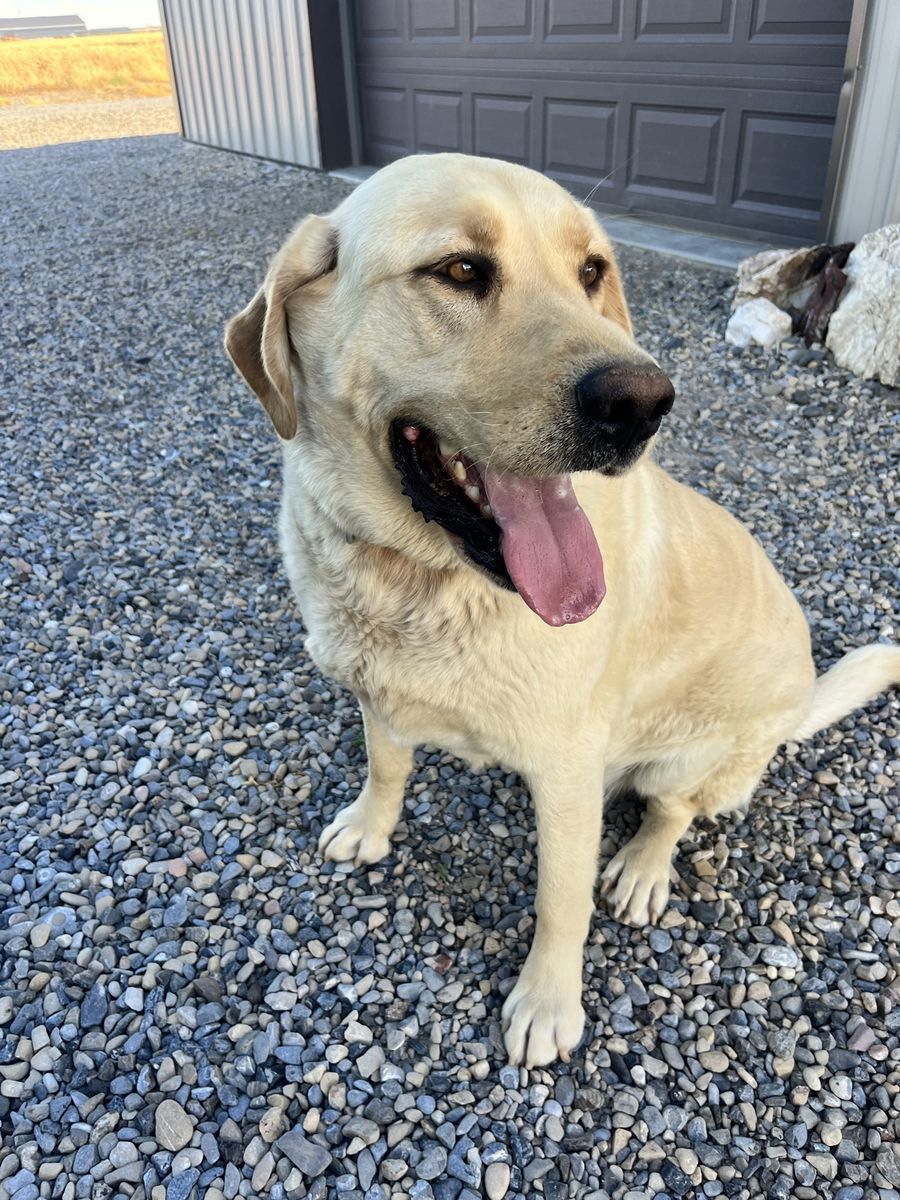 Friendly Yellow Labrador Retriever - Male Dog for Rehoming