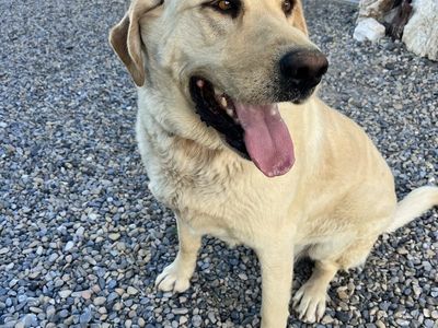 Friendly Yellow Labrador Retriever - Male Dog for Rehoming