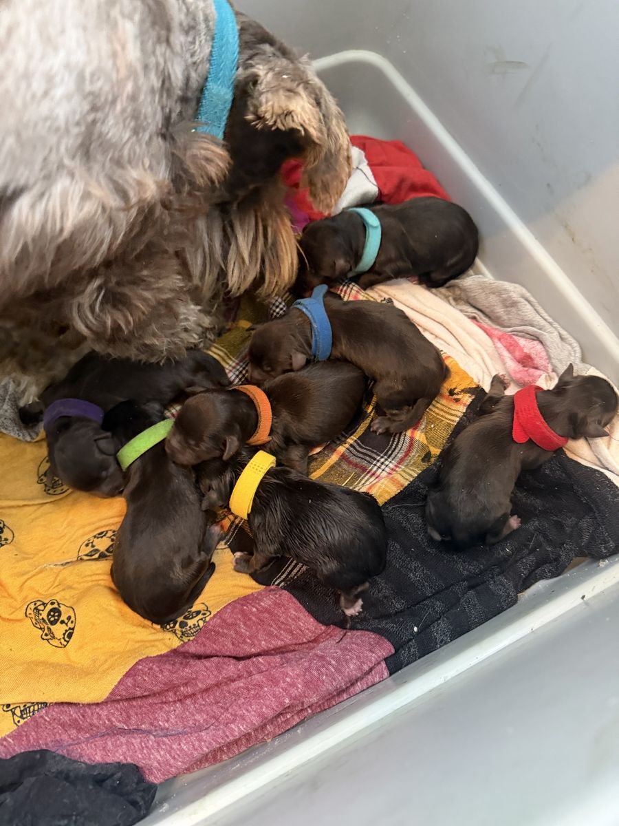 AKC health tested mini schnauzer puppies