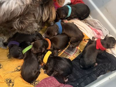 AKC health tested mini schnauzer puppies